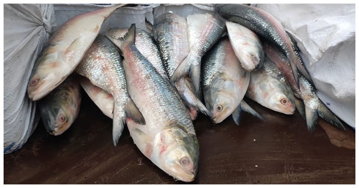 ভারতে ইলিশ রপ্তানির সিদ্ধান্ত নিয়েছে বাংলাদেশ সরকার। ছবি: সংগৃহীত